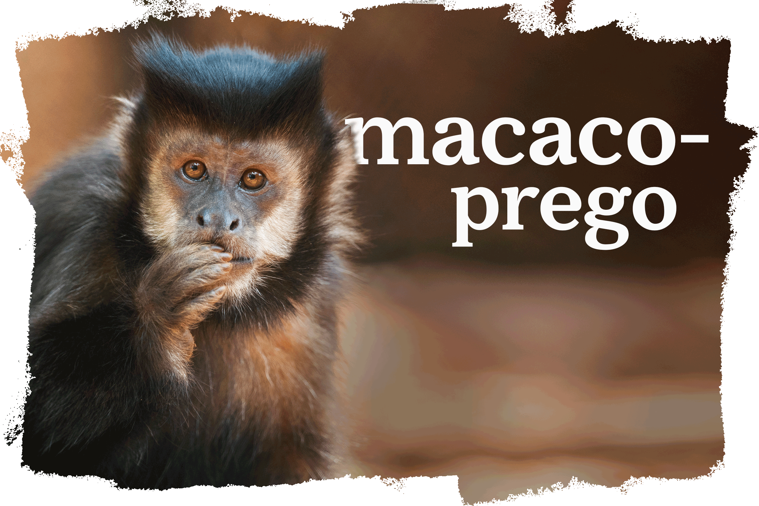 macaco-prego - PEK