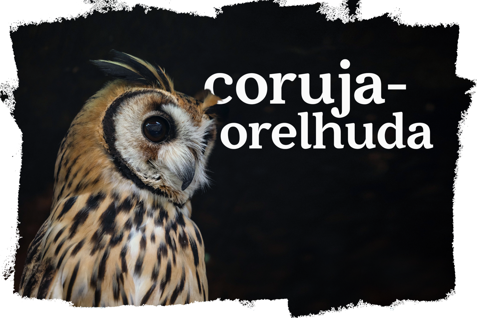 Cover_Coruja_Orelhuda.png