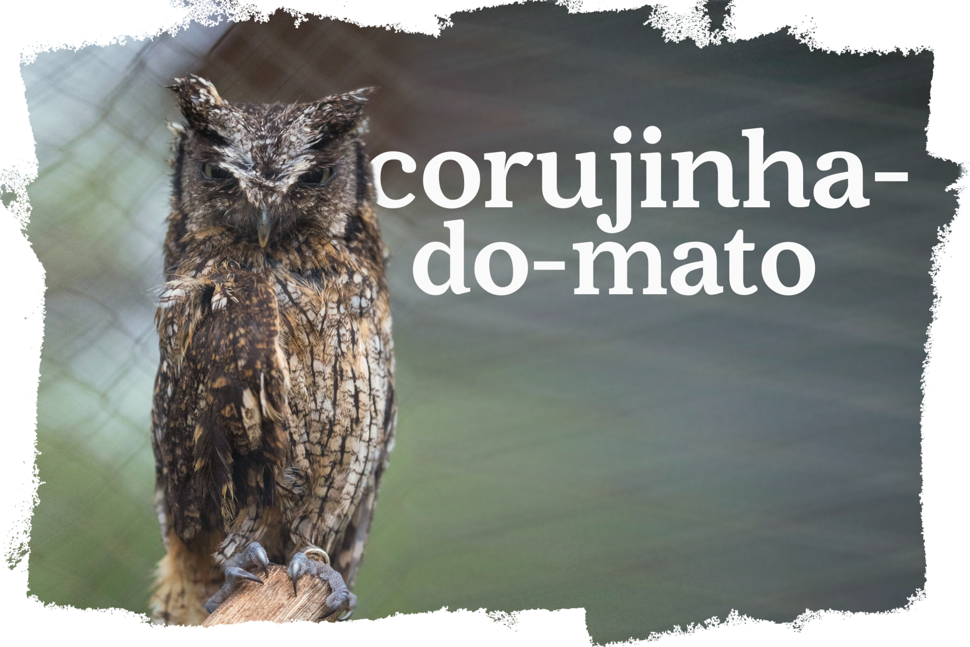 Cover_Corujinha_Mato.png