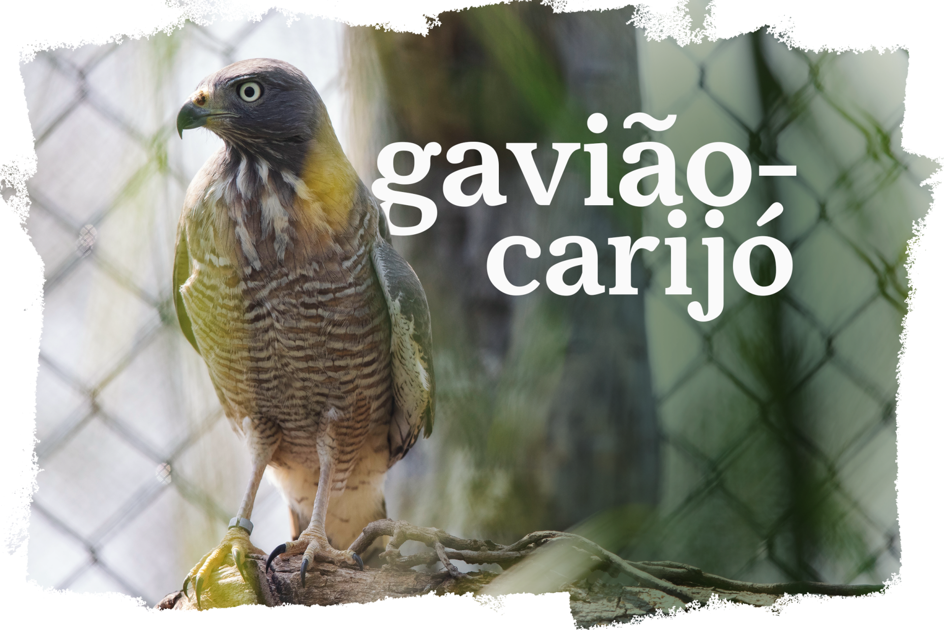 Cover_Gaviao_Carijo.png