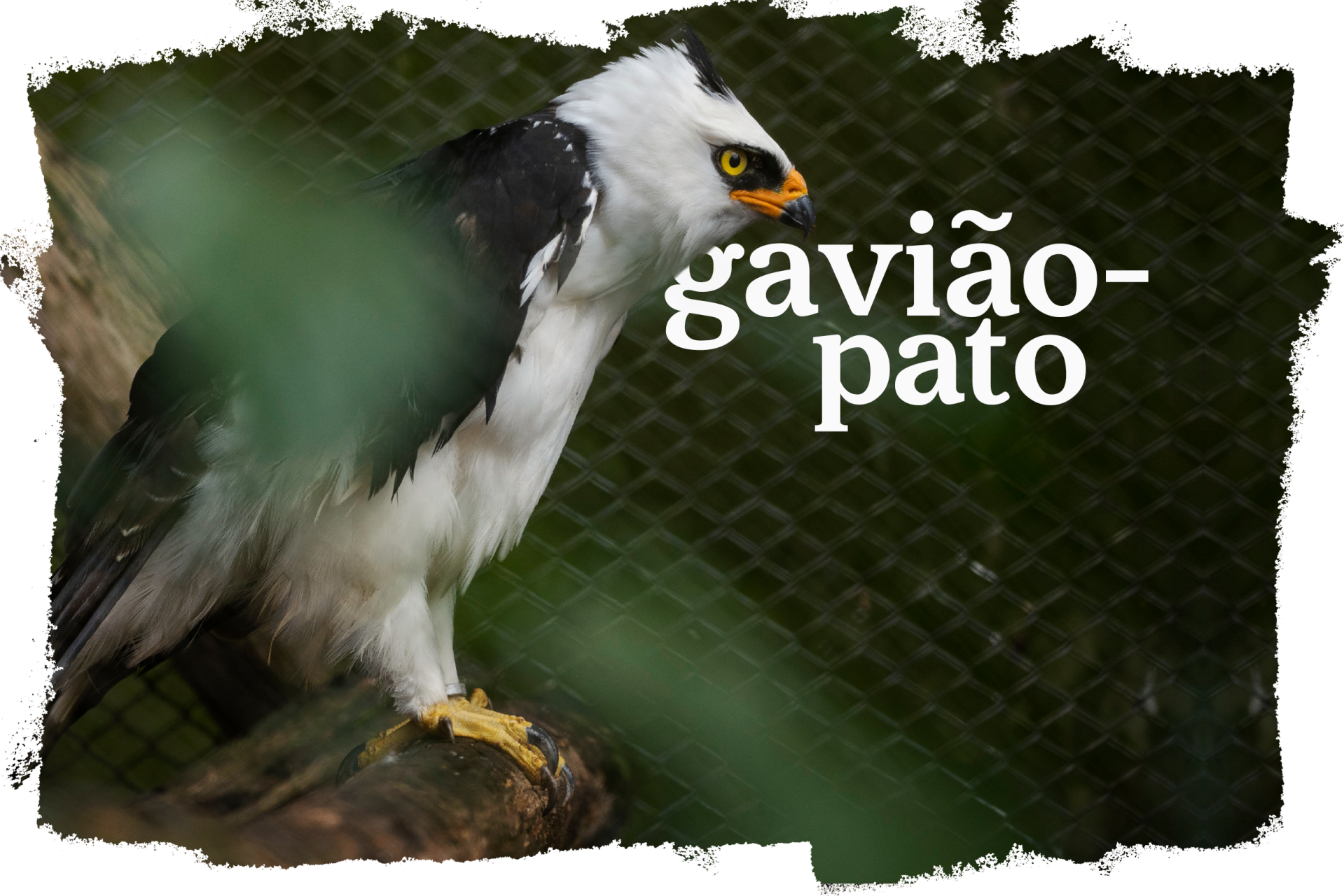 Cover_Gaviao_Pato.png