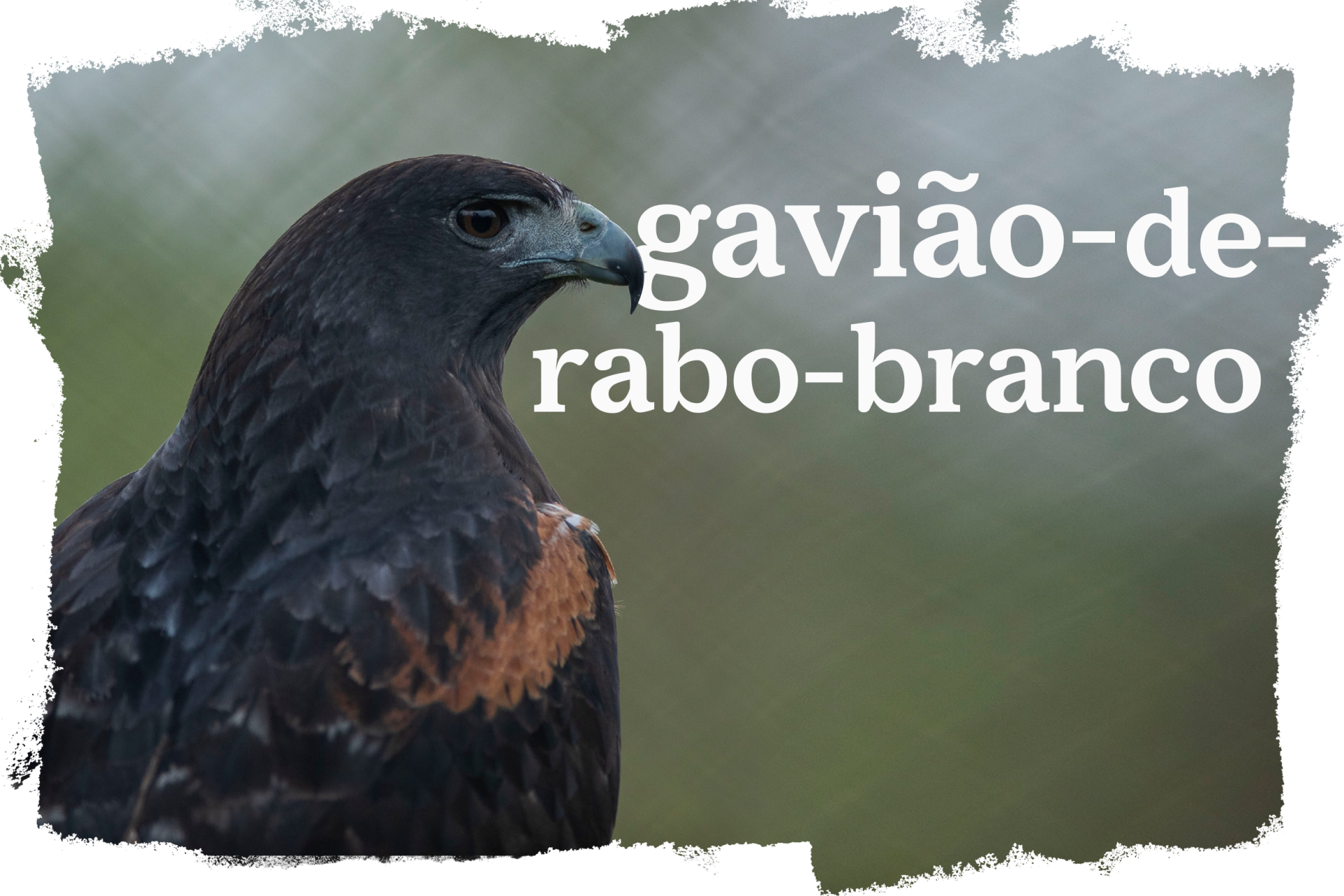 Cover_Gaviao_Rabo_Branco.png