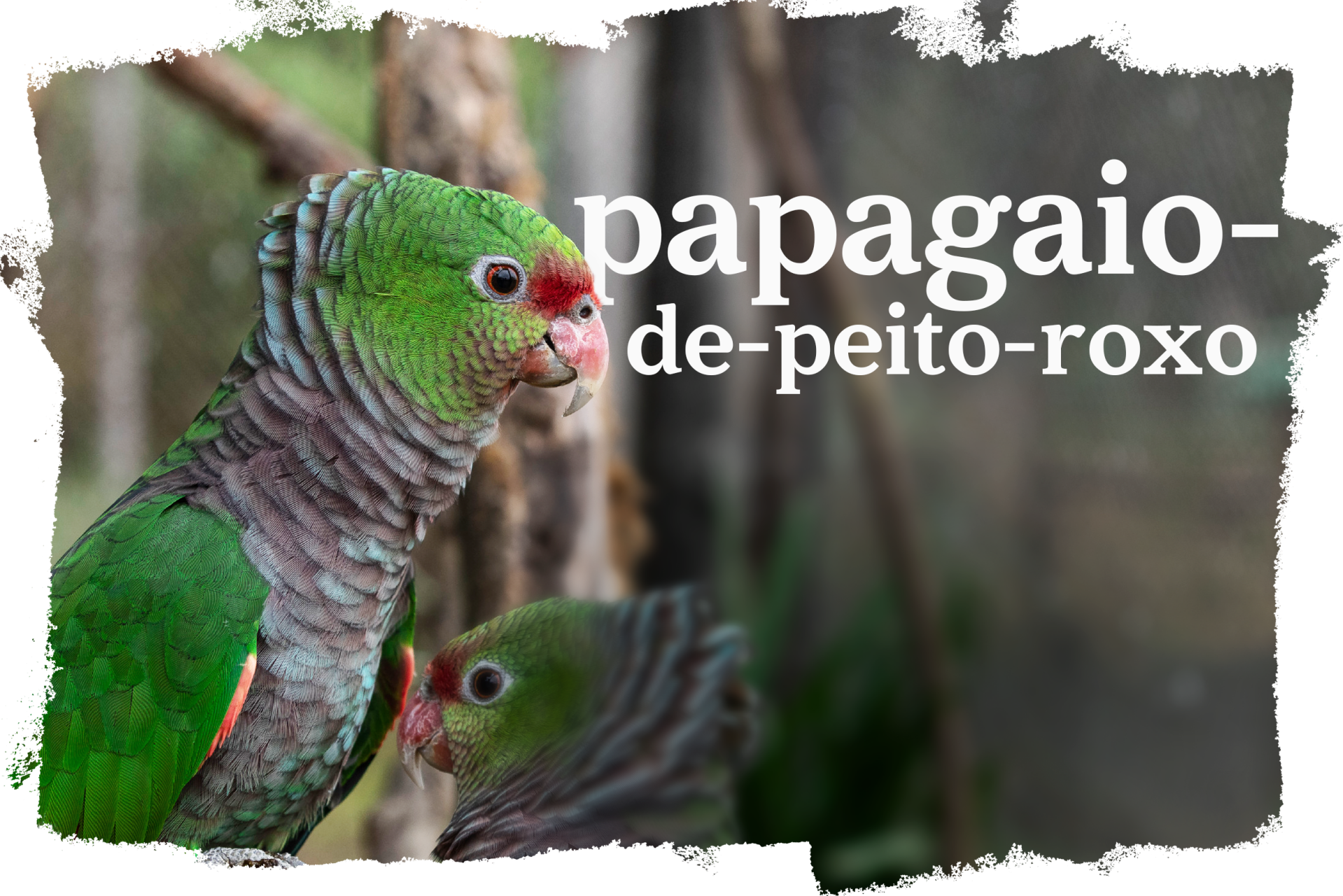 Cover_Papagaio_Peito_Roxo.png