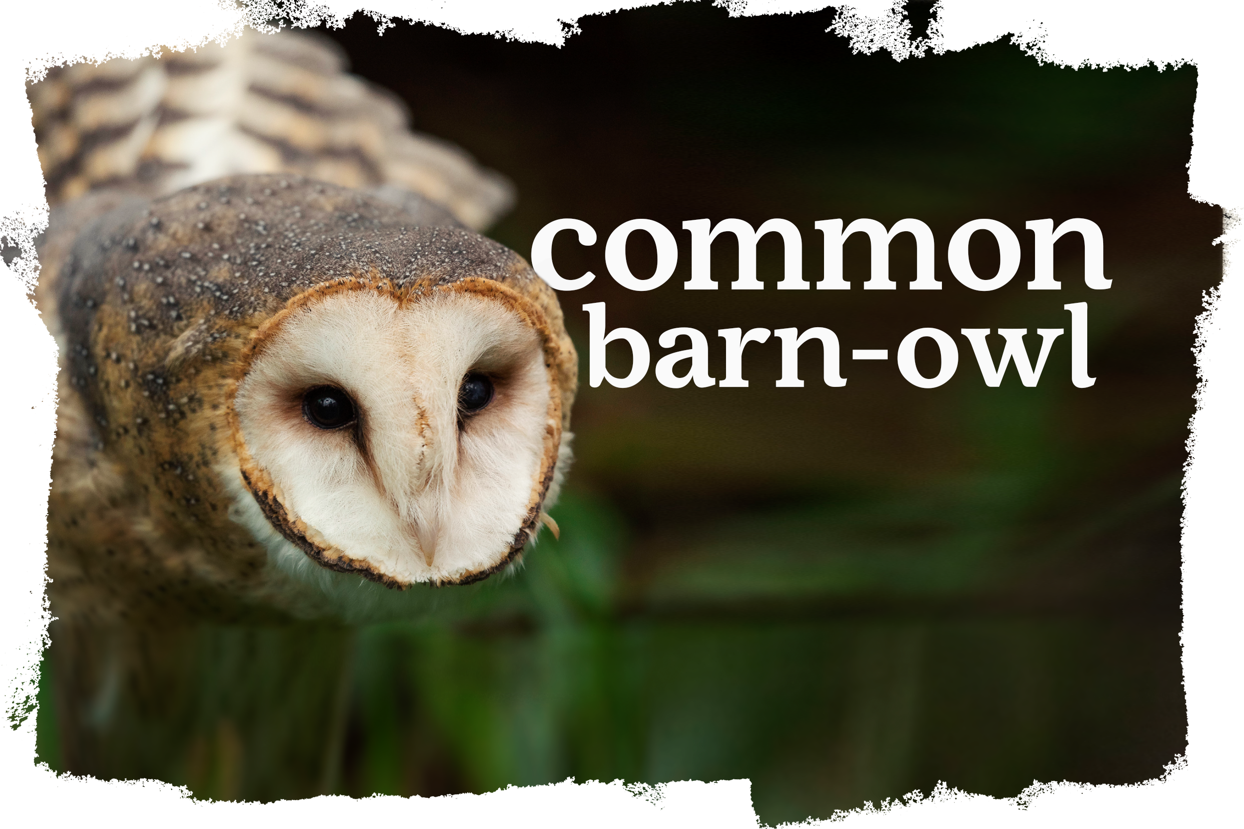 Cover_Common_Barn_Owl.png