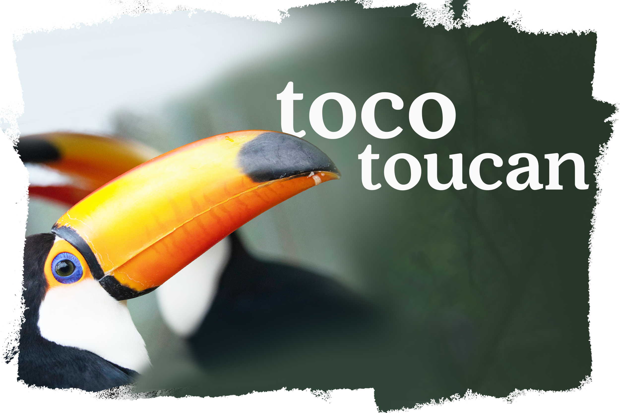 Cover_Tucano_Toco_EN-US.png