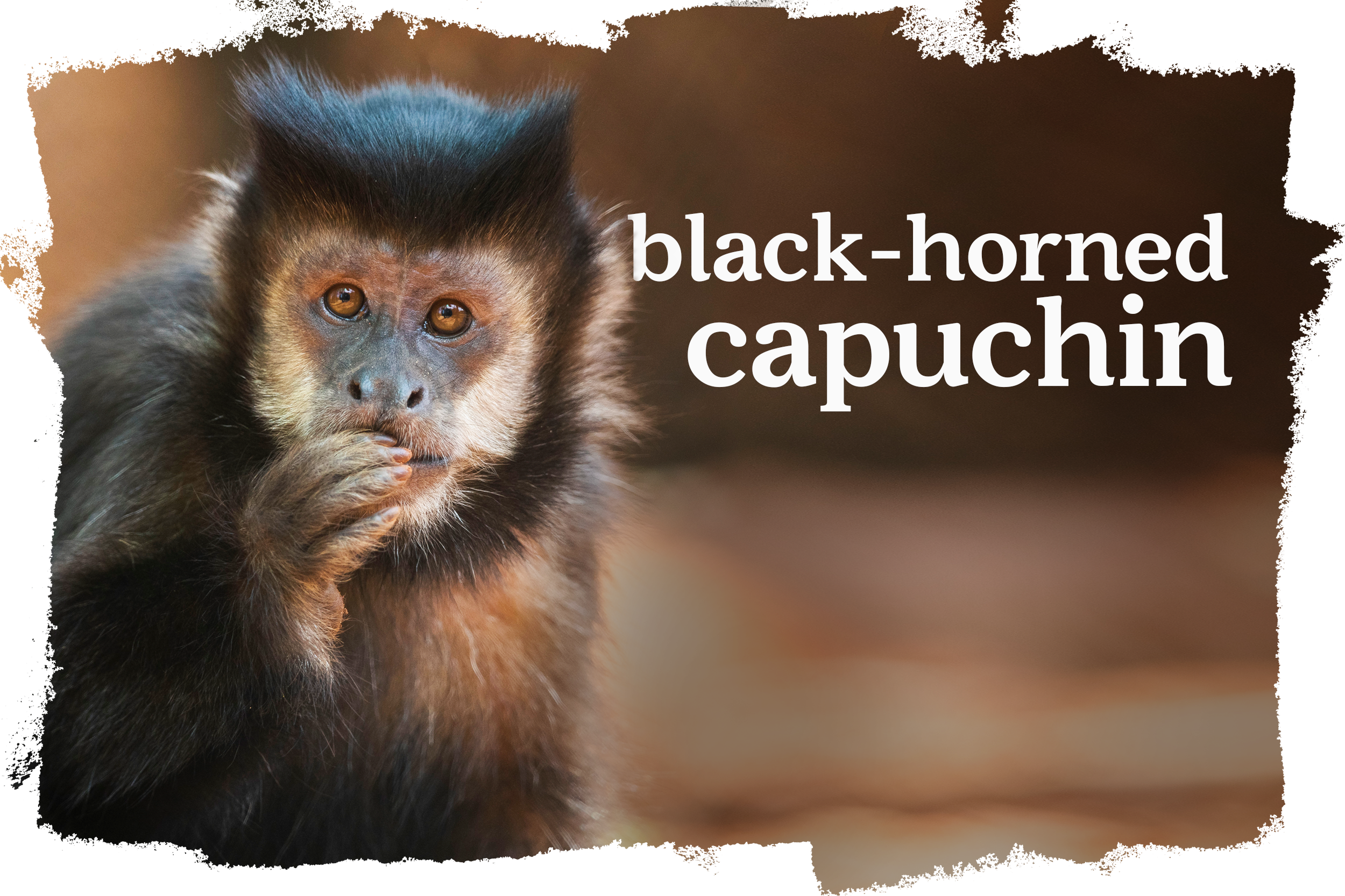 Cover_Black_Horned_Capuchin.png
