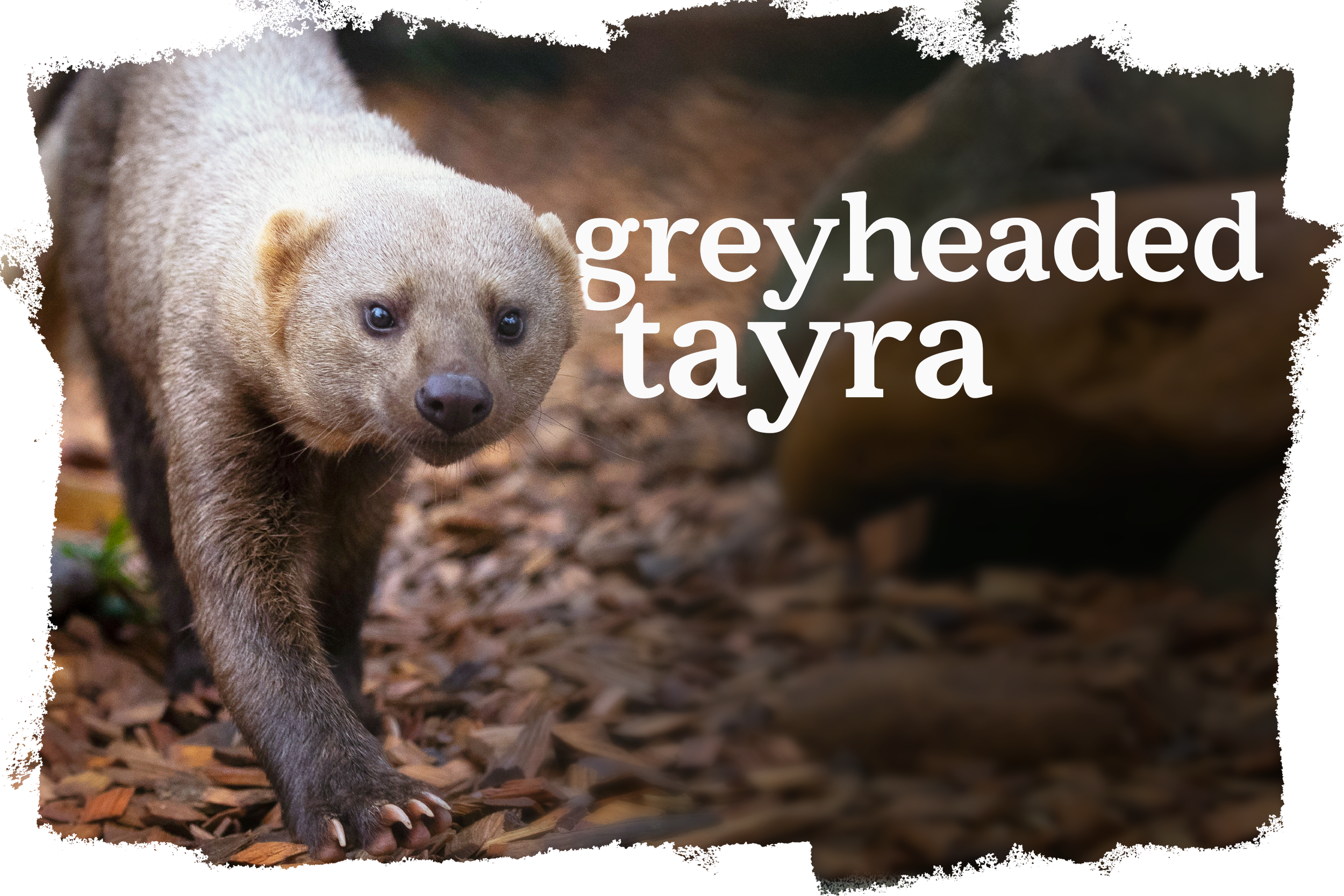 Cover_Greyheaded_Tayra copy.png