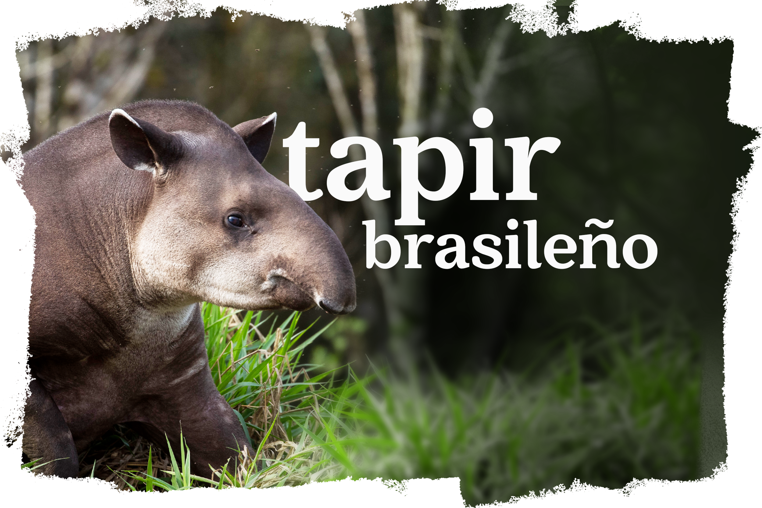 Cover_Tapir_Brasileno.png