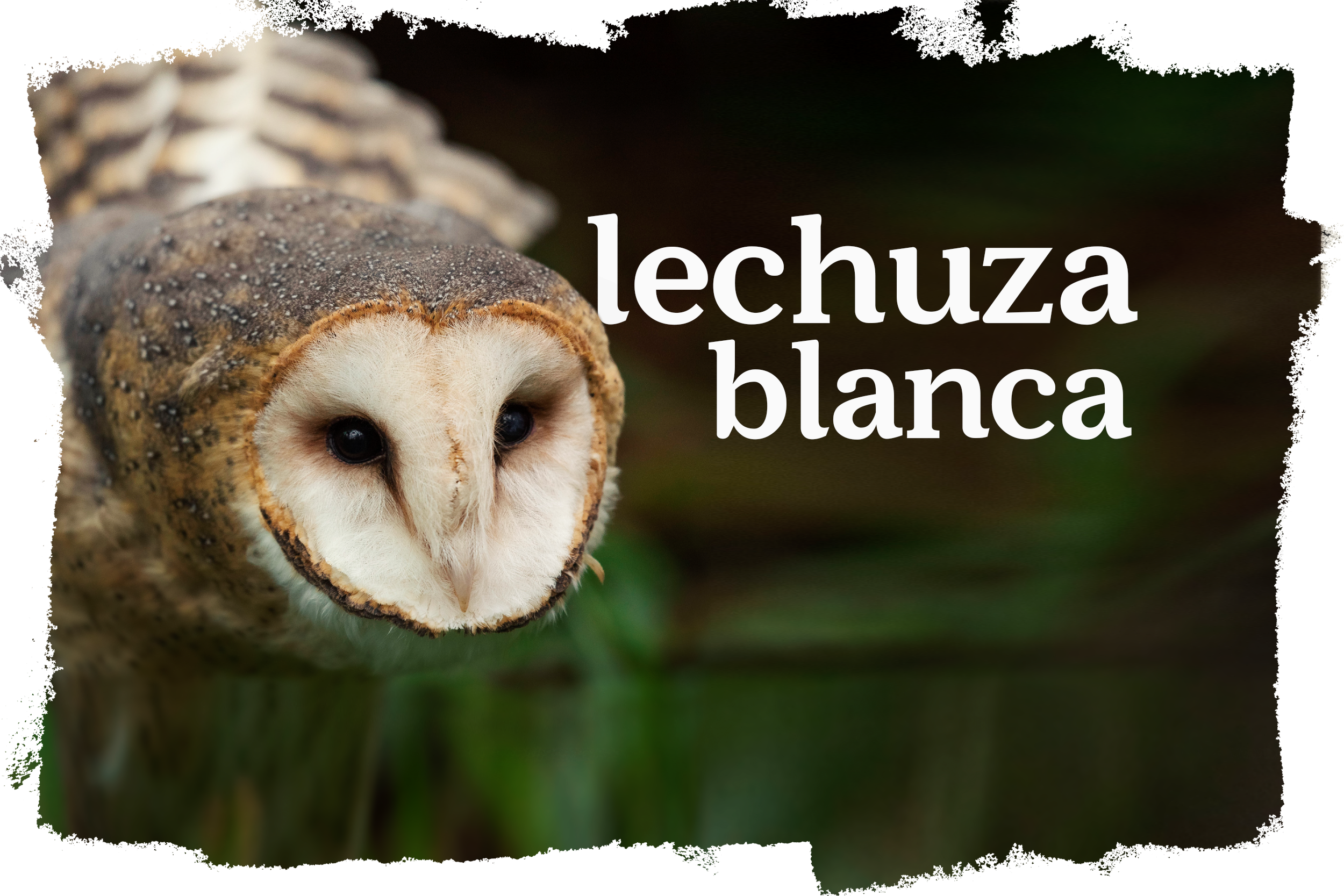 Cover_Lechuza_Blanca.png