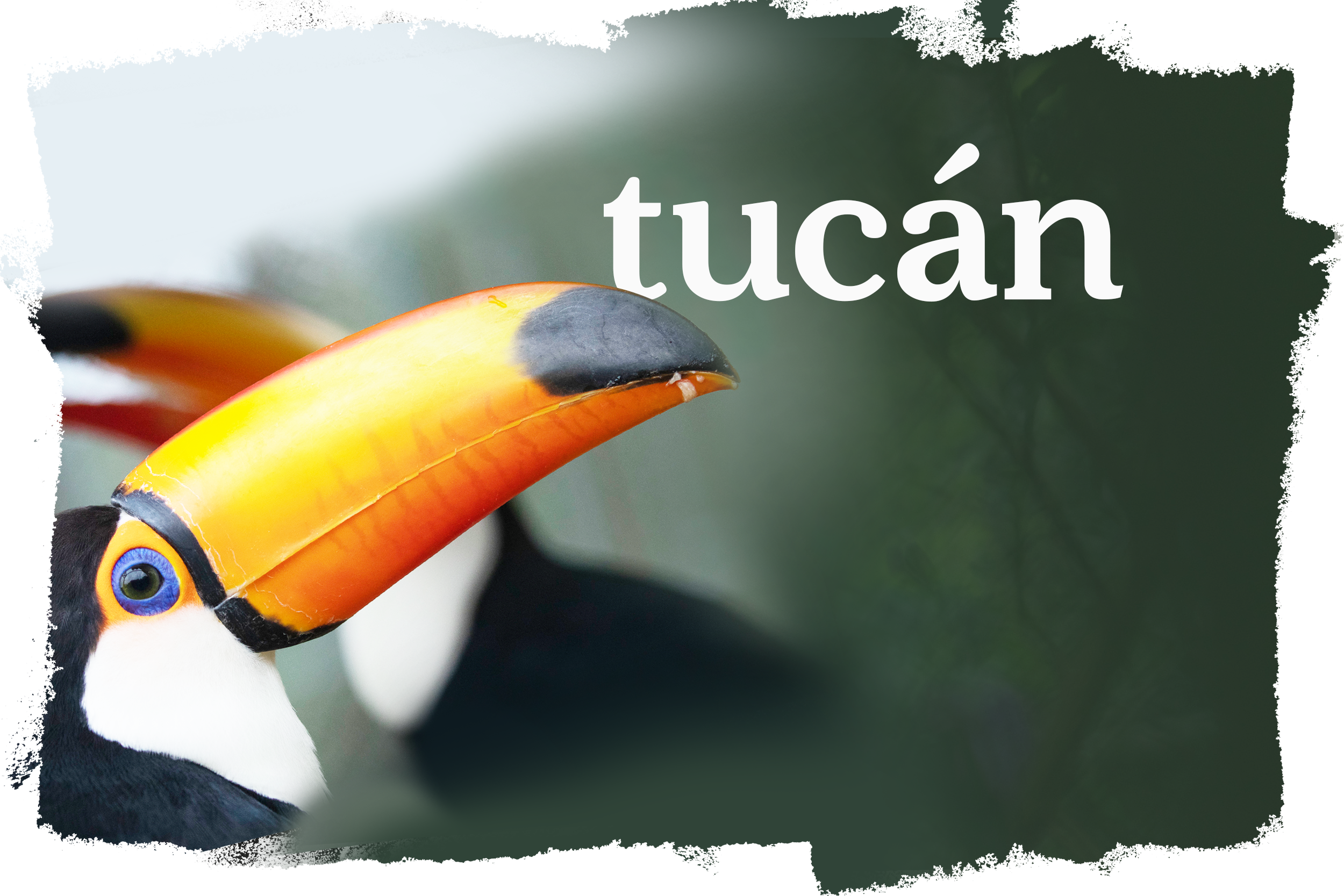 Cover_Tucano_Toco_ES-ES.png